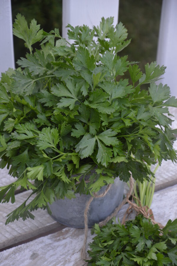 Organic Parsley Plain Leaved (French) - Image 2