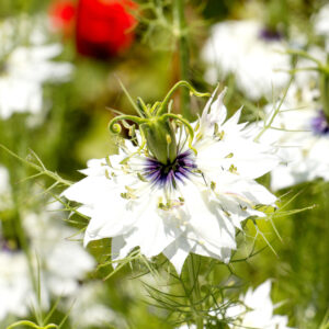 Nigella Love In A Mist White