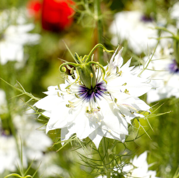 Nigella Love In A Mist White