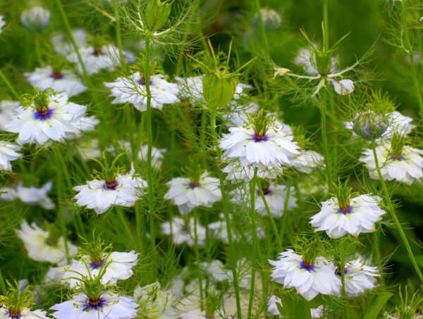 Nigella Love In A Mist White - Image 2