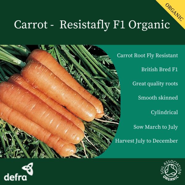 Organic Carrot Resistafly F1 - Image 3