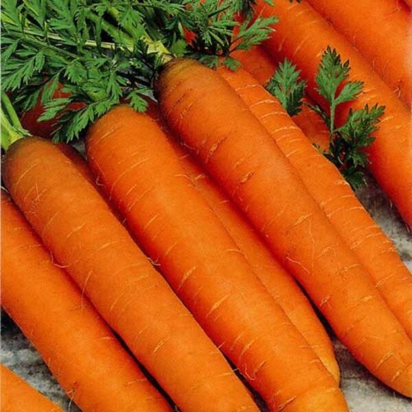 Organic Carrot Resistafly F1 - Image 2