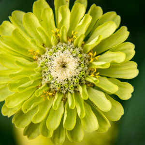 Zinnia Giant Envy