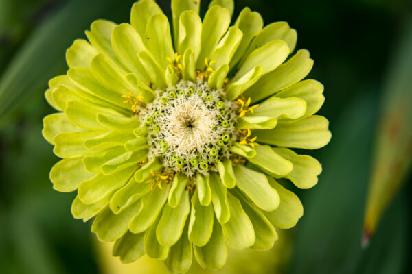 Zinnia Giant Envy