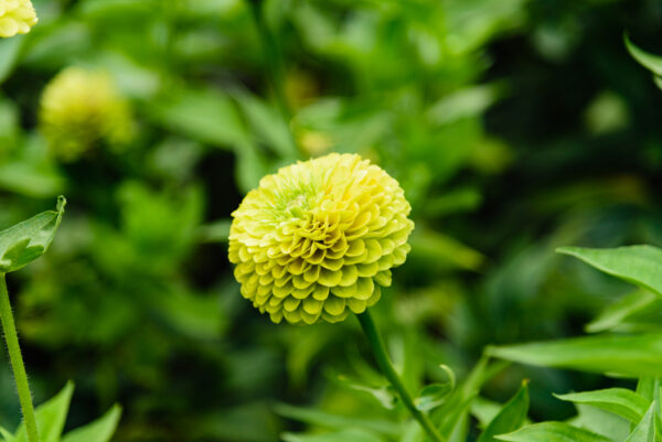 Zinnia Giant Envy - Image 2