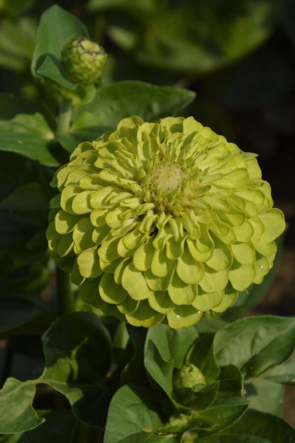 Zinnia Giant Envy - Image 3