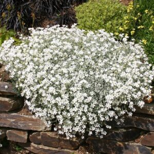 Snow In Summer - Cerastium Tomentosum