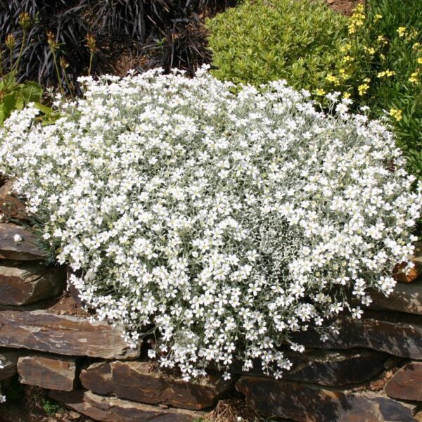 Snow In Summer - Cerastium Tomentosum