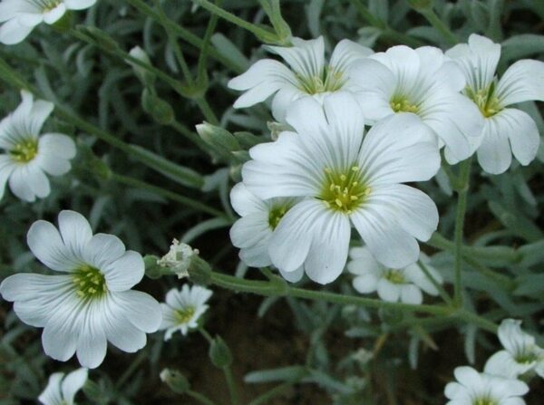 Snow In Summer - Cerastium Tomentosum - Image 2