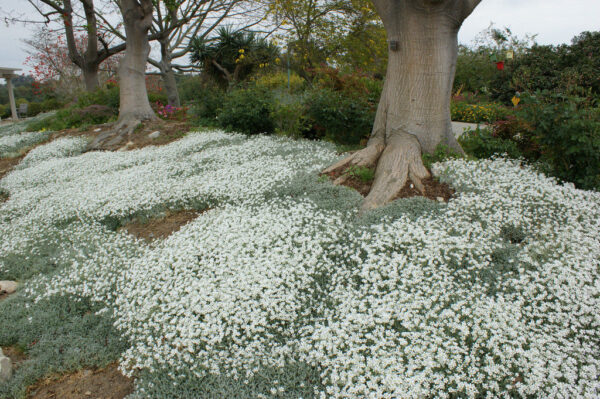 Snow In Summer - Cerastium Tomentosum - Image 3