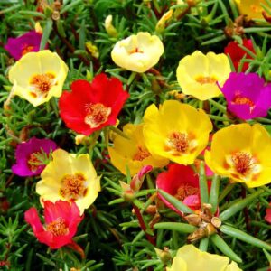 Portulaca - Grandiflora Single Mix