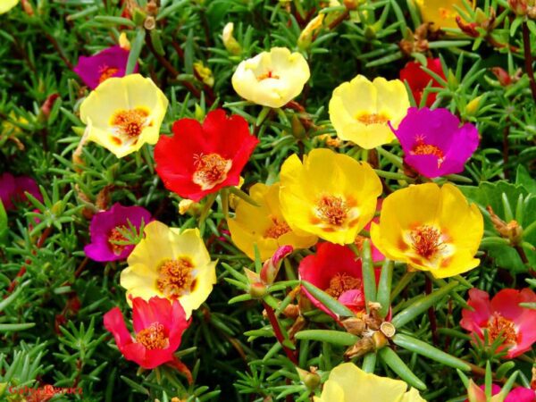 Portulaca - Grandiflora Single Mix