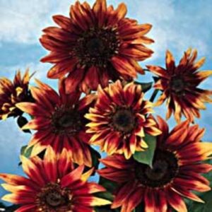 Sunflower - Indian Blanket