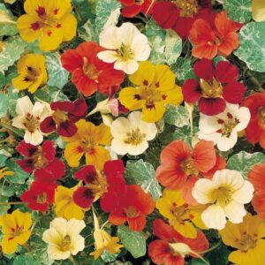 NASTURTIUM CLIMBING - JEWEL OF AFRICA