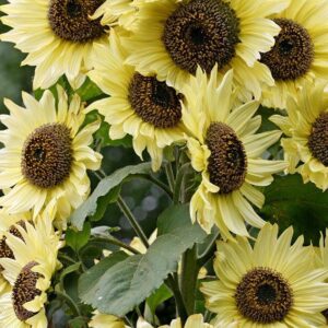 SUNFLOWER LEMON QUEEN