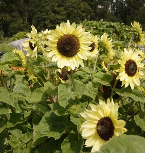 SUNFLOWER LEMON QUEEN - Image 2