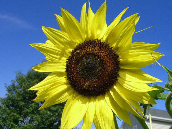 SUNFLOWER LEMON QUEEN - Image 3
