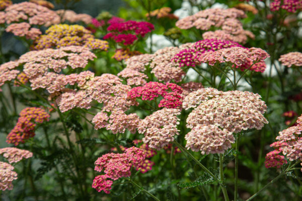 Achillea Millefolium - Pastel Mixed - Image 3
