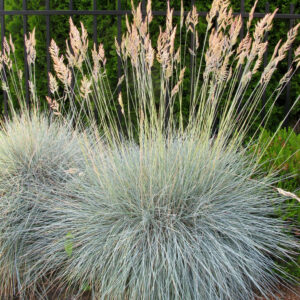 Blue Fescue - Festuca Glauca