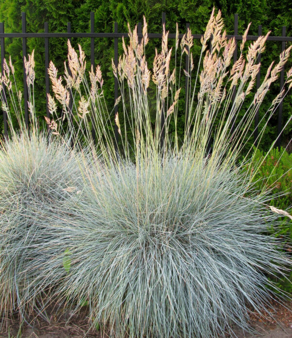 Blue Fescue - Festuca Glauca