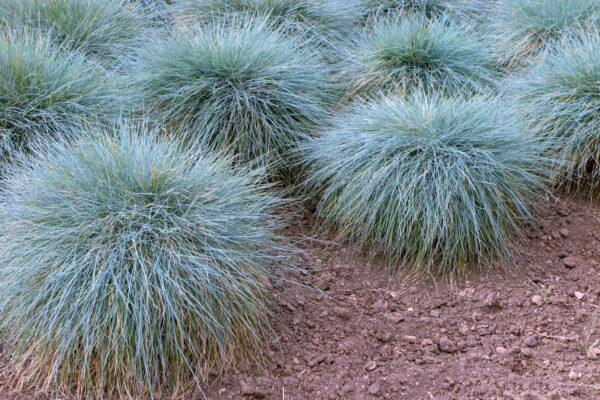 Blue Fescue - Festuca Glauca - Image 2