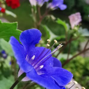 California Bluebell