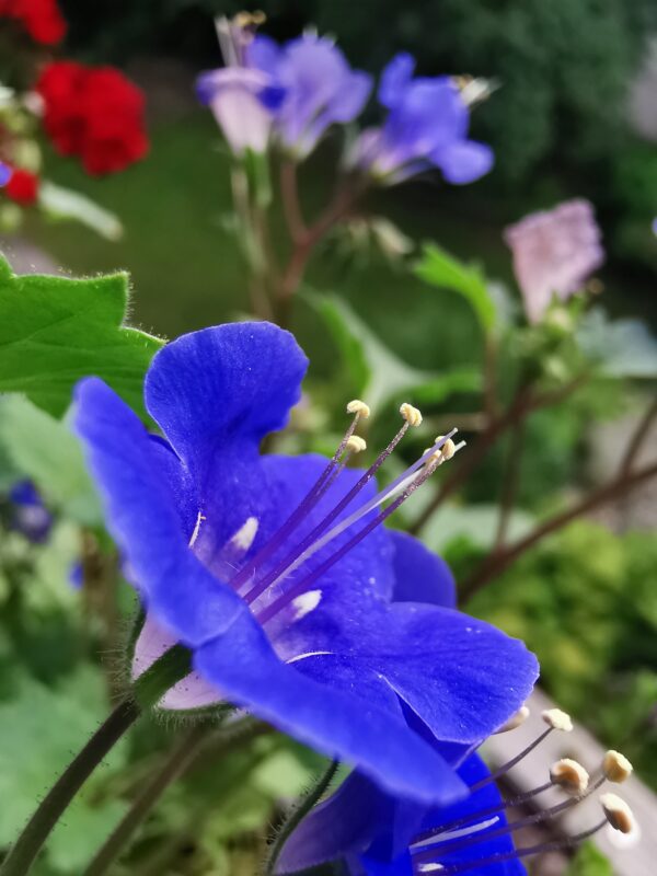 California Bluebell