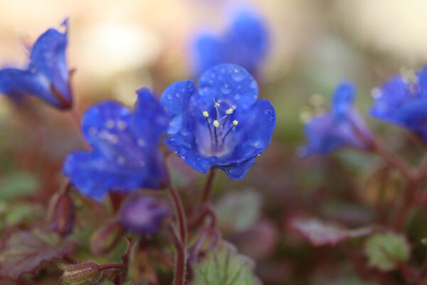 California Bluebell - Image 2