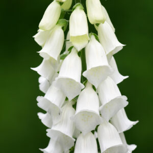 Digitalis Foxglove - Alba White