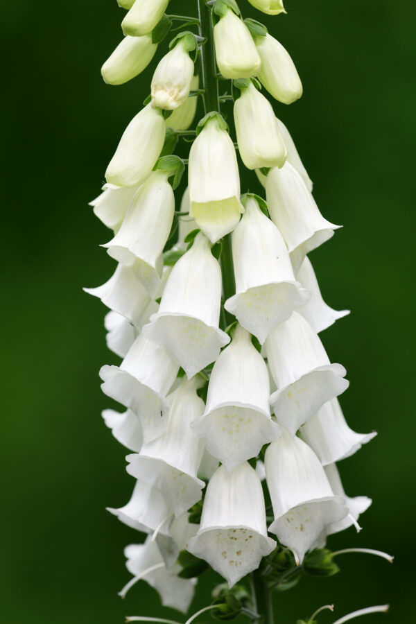 Digitalis Foxglove - Alba White