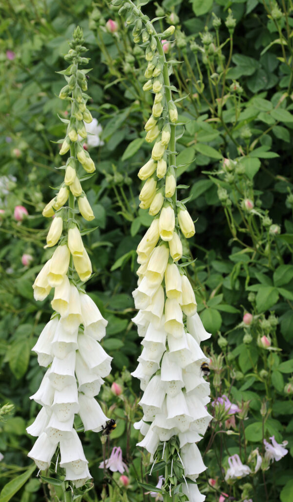 Digitalis Foxglove - Alba White - Image 2