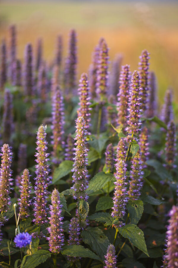 Giant Hyssop - Agastache Mexicana - Lavender Blue - Image 2