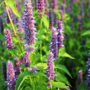 Giant Hyssop - Agastache Mexicana - Lavender Blue
