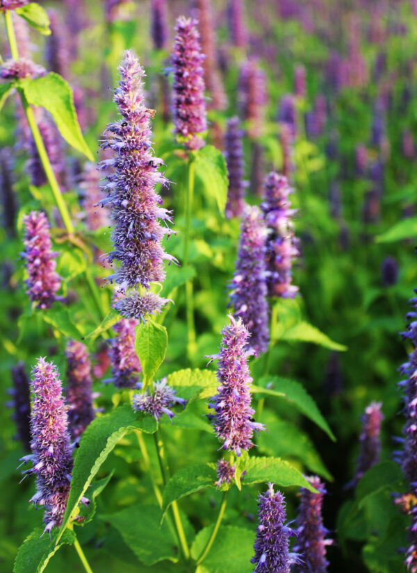Giant Hyssop - Agastache Mexicana - Lavender Blue