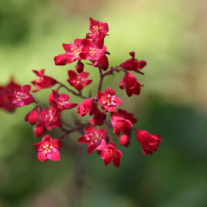Heuchera Sanguinea - Coral Bells Firefly