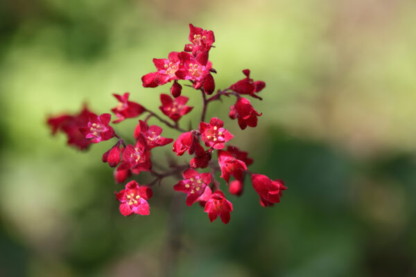 Heuchera Sanguinea - Coral Bells Firefly