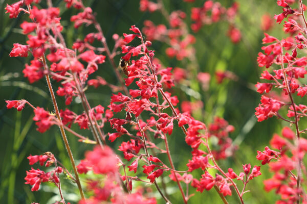 Heuchera Sanguinea - Coral Bells Firefly - Image 2