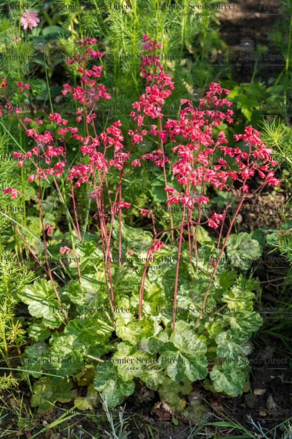 Heuchera Sanguinea - Coral Bells Firefly - Image 3