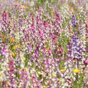Linaria Toadflax - Fairy Bouquet