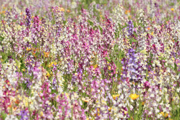 Linaria Toadflax - Fairy Bouquet