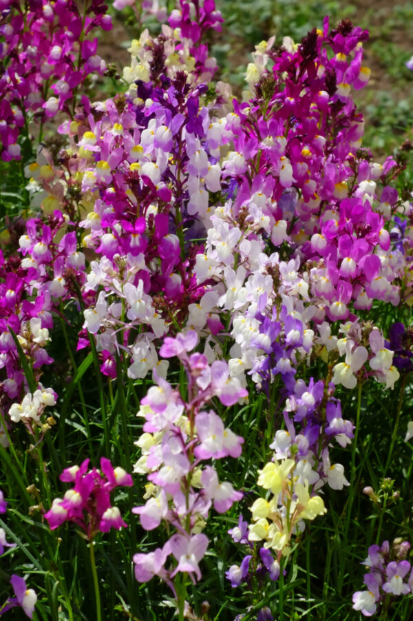Linaria Toadflax - Fairy Bouquet - Image 2