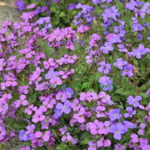 Aubretia Nana Compacta Mixed