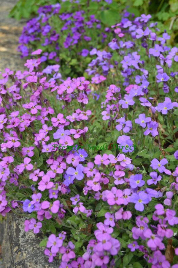 Aubretia Nana Compacta Mixed