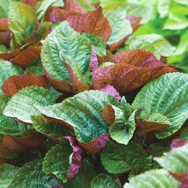 Perilla – Shiso Bi-colour