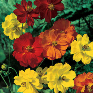 Cosmos Sulphureus Sunny Mixture