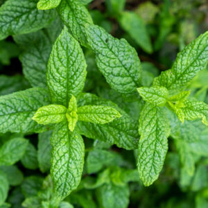 Herb - Spearmint Mentha Spicata