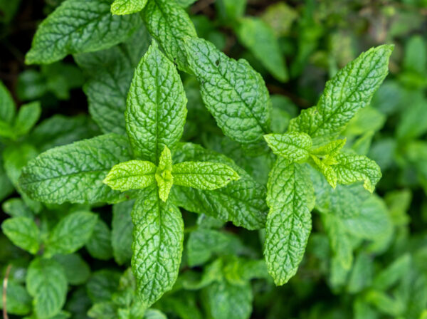 Herb - Spearmint Mentha Spicata