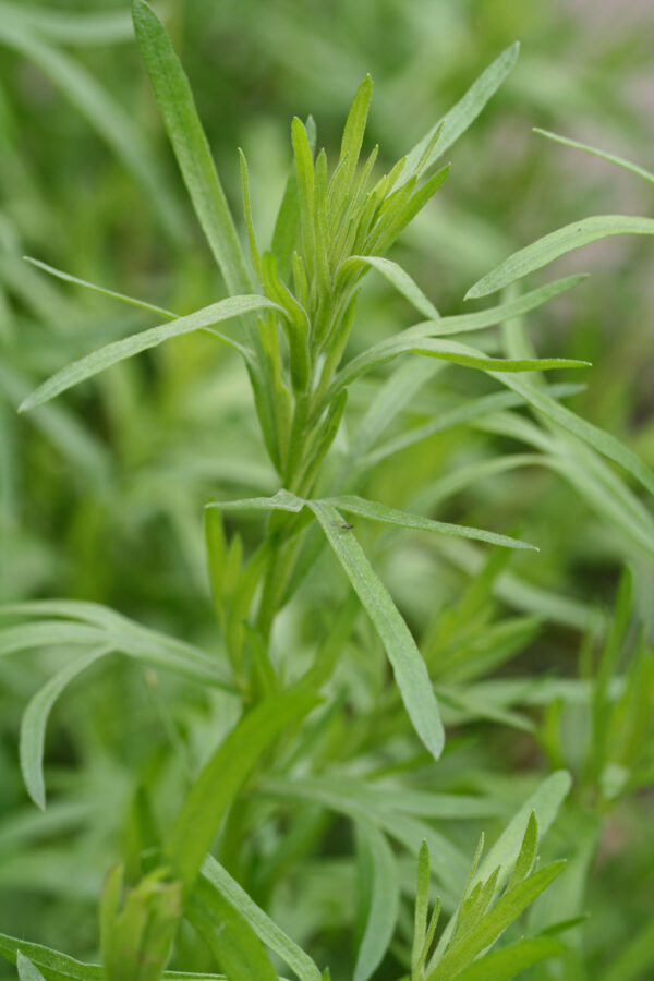Herb Tarragon - Russian Artemisia Dracunculus