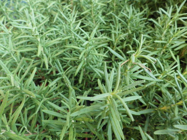 Herb Tarragon - Russian Artemisia Dracunculus - Image 2
