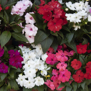 Impatiens Busy Lizzie - Baby Series Mix